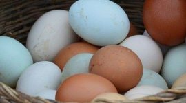 Ilustrasi telur ayam dan telur bebek (Foto : idntimes.com)