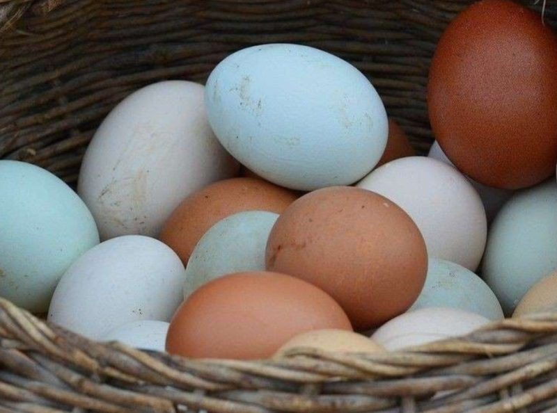 Ilustrasi telur ayam dan telur bebek (Foto : idntimes.com)