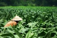 Ilustrasi petani ( Foto CNBC Indonesia)