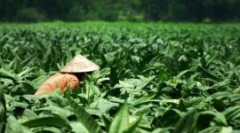 Ilustrasi petani ( Foto CNBC Indonesia)