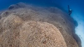 Foto: National Geographic

