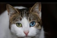 ilustrasi kucing ( Foto Pexels)