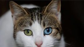 ilustrasi kucing ( Foto Pexels)