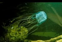 Ilustrasi ( Dokumen BBC Wildlife)