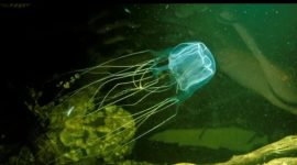 Ilustrasi ( Dokumen BBC Wildlife)