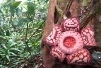 Tangkapan layar - Bunga Rafflesia Hasseltii Suringar mekar di Desa Tanjung Gelang, Kecamatan Kota Padang, Kabupaten Rejang Lebong. ANTARA/HO.