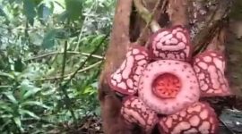 Tangkapan layar - Bunga Rafflesia Hasseltii Suringar mekar di Desa Tanjung Gelang, Kecamatan Kota Padang, Kabupaten Rejang Lebong. ANTARA/HO.