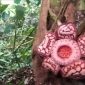 Tangkapan layar - Bunga Rafflesia Hasseltii Suringar mekar di Desa Tanjung Gelang, Kecamatan Kota Padang, Kabupaten Rejang Lebong. ANTARA/HO.