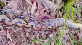 Foto: Penampakan ular piton 7 meter yang lilit petani hingga tewas di Buton Selatan. (dok. Istimewa)
