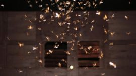 Laron yang tertarik cahaya lampu dan masuk ke dalam rumah saat malam hari.