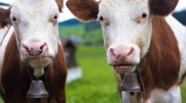 Kapal pengangkut ternak Spiridon II terlihat berlabuh di lepas pantai Bandirma, Turki, setelah otoritas menolak masuknya 3.000 sapi dari Uruguay akibat pelanggaran dokumen. (AFP Photo)