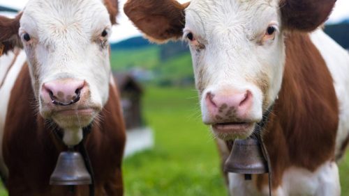 Kapal pengangkut ternak Spiridon II terlihat berlabuh di lepas pantai Bandirma, Turki, setelah otoritas menolak masuknya 3.000 sapi dari Uruguay akibat pelanggaran dokumen. (AFP Photo)
