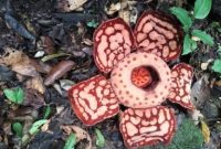 Bunga Rafflesia arnoldii tampak mekar penuh di lantai hutan Sumatera, menampilkan ukuran raksasa dan pola bercak putih yang menjadi identitas bunga parasit terbesar di dunia.