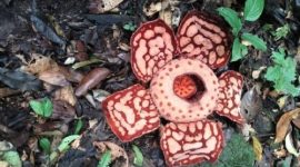 Bunga Rafflesia arnoldii tampak mekar penuh di lantai hutan Sumatera, menampilkan ukuran raksasa dan pola bercak putih yang menjadi identitas bunga parasit terbesar di dunia.