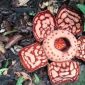 Bunga Rafflesia arnoldii tampak mekar penuh di lantai hutan Sumatera, menampilkan ukuran raksasa dan pola bercak putih yang menjadi identitas bunga parasit terbesar di dunia.