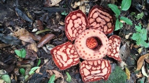 Bunga Rafflesia arnoldii tampak mekar penuh di lantai hutan Sumatera, menampilkan ukuran raksasa dan pola bercak putih yang menjadi identitas bunga parasit terbesar di dunia.