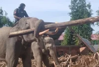 Foto: Gajah mengangkut puing pasca banjir di Pidie Jaya, Aceh, Senin (8/12/2025). (ANTARA/Rahmat Fajri)