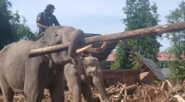 Foto: Gajah mengangkut puing pasca banjir di Pidie Jaya, Aceh, Senin (8/12/2025). (ANTARA/Rahmat Fajri)