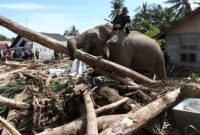 Seekor gajah bersama pawang membantu membersihkan puing kayu di kawasan permukiman warga terdampak bencana di Pidie Jaya, Aceh.