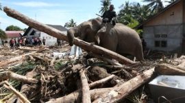 Seekor gajah bersama pawang membantu membersihkan puing kayu di kawasan permukiman warga terdampak bencana di Pidie Jaya, Aceh.