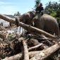 Seekor gajah bersama pawang membantu membersihkan puing kayu di kawasan permukiman warga terdampak bencana di Pidie Jaya, Aceh.