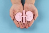 Model anatomi ginjal berwarna pink yang dipegang dengan dua tangan sebagai simbol menjaga kesehatan ginjal.