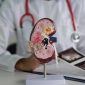Model anatomi ginjal terlihat di meja konsultasi dokter.
