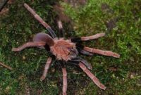 Laba-laba endemik Papua, Selenocosmia arndsti, dikenal mampu memangsa burung dan kelelawar di habitat aslinya.
