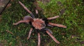 Laba-laba endemik Papua, Selenocosmia arndsti, dikenal mampu memangsa burung dan kelelawar di habitat aslinya.