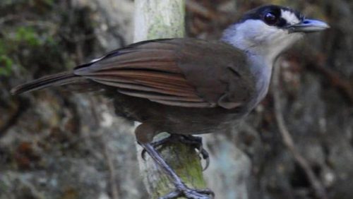 Burung pelanduk Kalimantan dalam dokumentasi Panji Gusti Akbar @birdpacker. (Instagram @burungnesia.id)