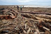 Sejumlah warga melintas di antara tumpukan kayu gelondongan yang terbawa banjir dan menumpuk di Pantai Air Tawar, Padang, Sumatera Barat, Jumat (28/11/2025). Foto: ANTARA/Iggoy el Fitra.