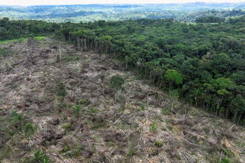 Ilustrasi deforestasi. Foto: Reuters/Ueslei Marcelino