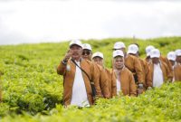 Suasana perayaan seabad Kebun Teh Kayu Aro, warisan hijau kebanggaan Kerinci.