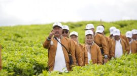 Suasana perayaan seabad Kebun Teh Kayu Aro, warisan hijau kebanggaan Kerinci.