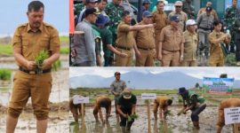 Bupati Kerinci memimpin langsung pemanfaatan lahan tidur untuk meningkatkan ketahanan pangan daerah. (foto Kerinci Satu)