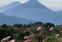 Pemandangan Gunung Prau dengan savana luas dan jalur pendakian yang ditutup sementara pada awal 2026.