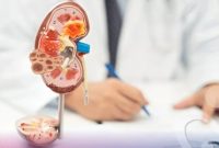 Ginjal berperan menyaring limbah dan menjaga keseimbangan cairan dalam tubuh.