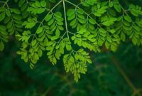 Daun kelor mengandung berbagai vitamin dan mineral yang berperan mendukung kesehatan tulang dan pertumbuhan tubuh.