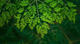 Daun kelor mengandung berbagai vitamin dan mineral yang berperan mendukung kesehatan tulang dan pertumbuhan tubuh.