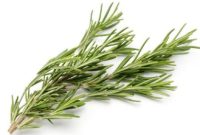 Ilustrasi daun rosemary yang dikenal memiliki sifat antidiabetik dan membantu menjaga kestabilan gula darah.
