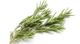 Ilustrasi daun rosemary yang dikenal memiliki sifat antidiabetik dan membantu menjaga kestabilan gula darah.