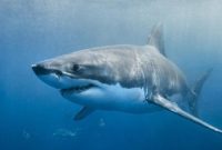 Seekor ikan hiu terlihat berenang di perairan Australia, menyusul meningkatnya laporan serangan hiu di wilayah Sydney.