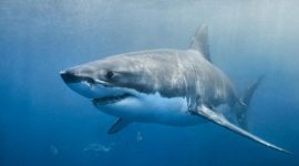 Seekor ikan hiu terlihat berenang di perairan Australia, menyusul meningkatnya laporan serangan hiu di wilayah Sydney.