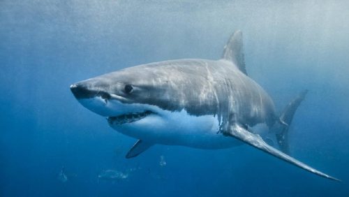 Seekor ikan hiu terlihat berenang di perairan Australia, menyusul meningkatnya laporan serangan hiu di wilayah Sydney.