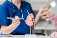 Ilustrasi ginjal manusia yang menunjukkan dampak konsumsi gula berlebih terhadap kesehatan ginjal.