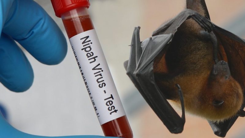 Petugas kesehatan melakukan pemeriksaan hewan untuk mencegah penyebaran virus Nipah di Indonesia.