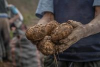 ilustrasi petani kentang (foto pexels)
