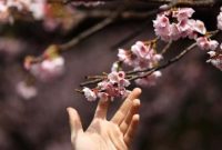 Bunga sakura yang bermekaran di Taman Ueno, Tokyo, menyambut musim semi dengan warna pink yang memukau.
