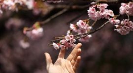 Bunga sakura yang bermekaran di Taman Ueno, Tokyo, menyambut musim semi dengan warna pink yang memukau.