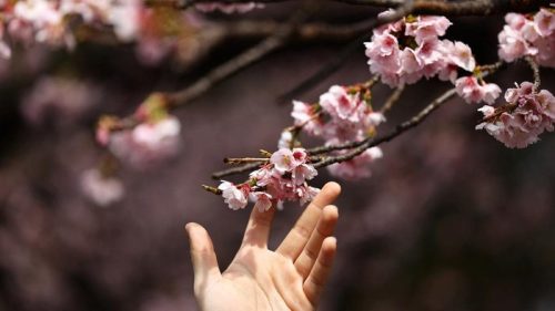 Bunga sakura yang bermekaran di Taman Ueno, Tokyo, menyambut musim semi dengan warna pink yang memukau.